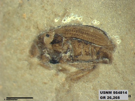 Insecta