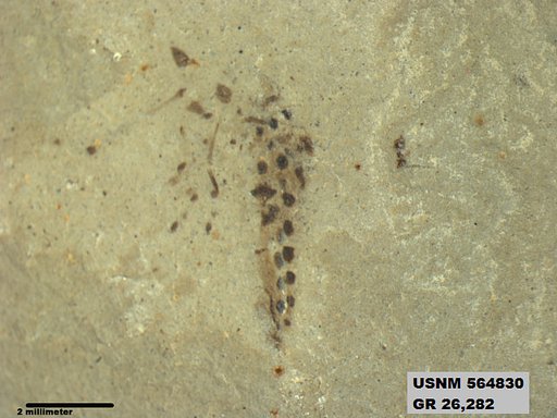 Genus sp