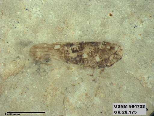 Genus sp