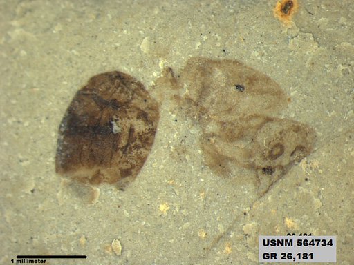 Insecta