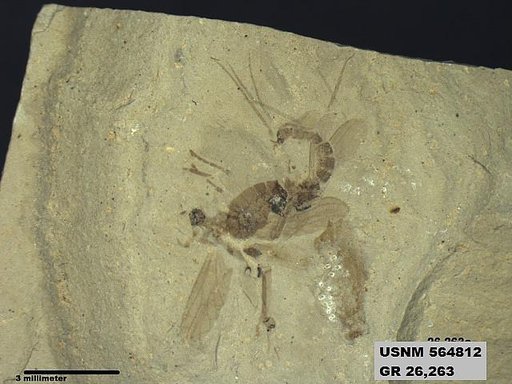 Genus sp