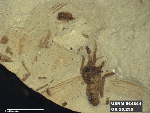 Insecta