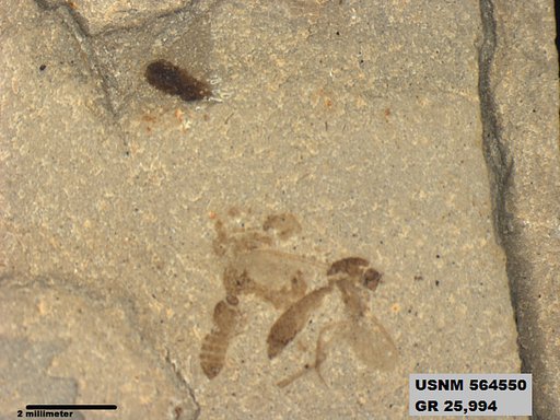 Genus sp