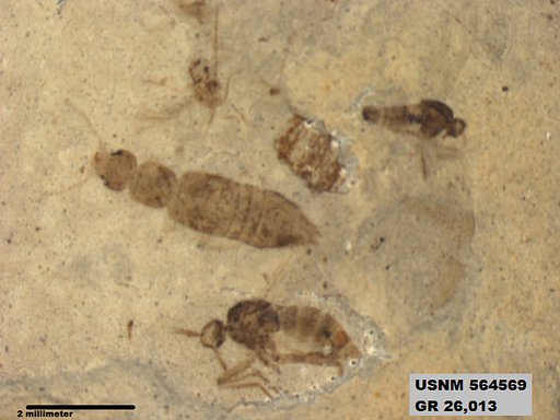 Genus sp