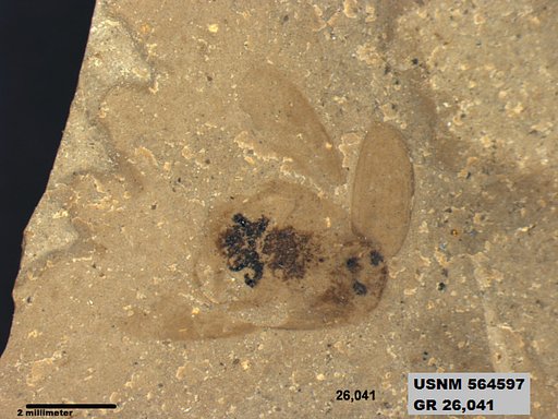 Insecta