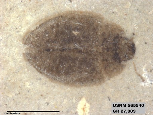 Insecta