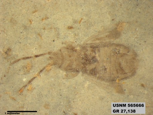 Genus sp