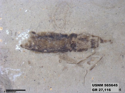 Genus sp