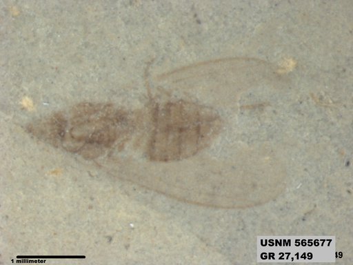 Genus sp