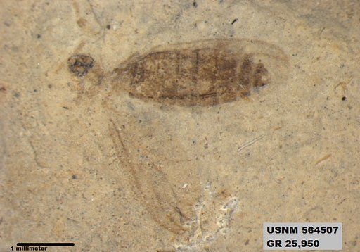 Genus sp