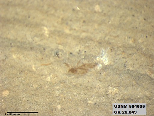 Insecta