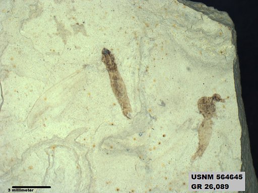 Genus sp