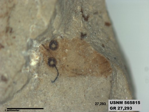 Insecta