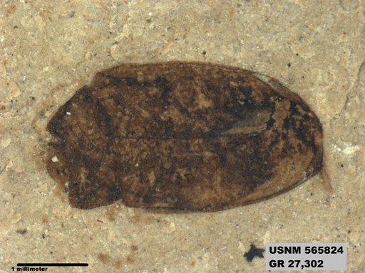 Insecta