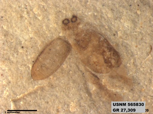 Insecta