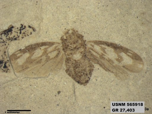 Genus sp