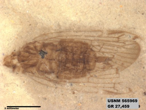 Genus sp