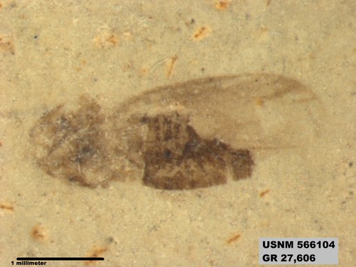 Genus sp