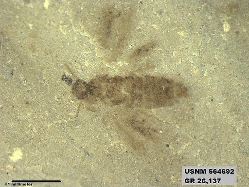 Genus sp