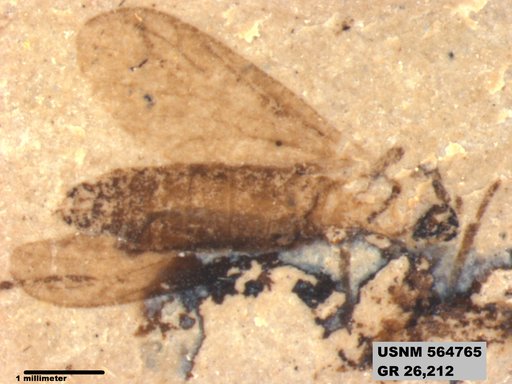 Genus sp