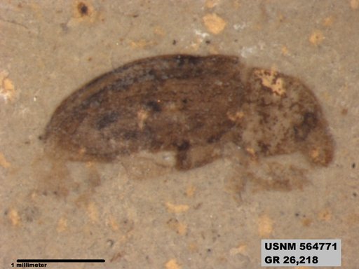 Insecta