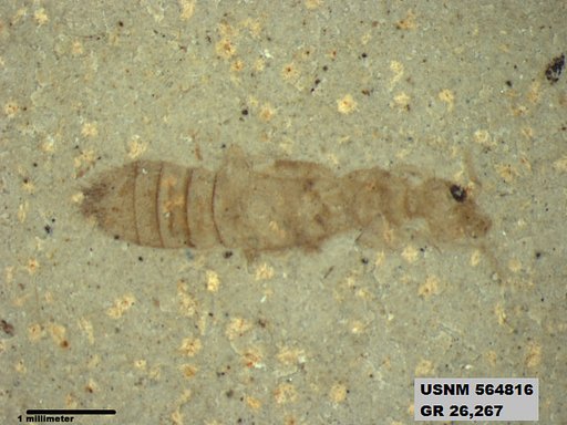 Genus sp