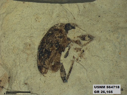 Insecta