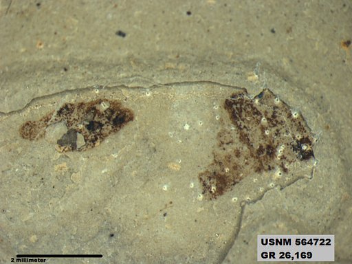 Genus sp
