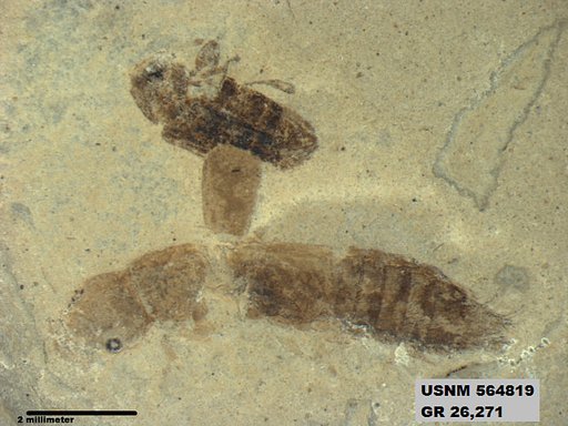 Genus sp