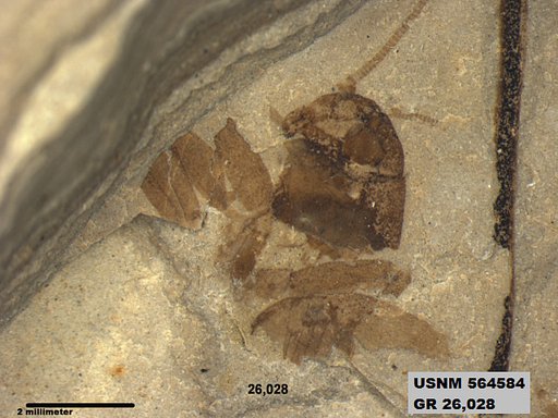 Insecta