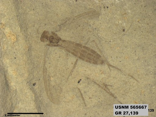 Insecta