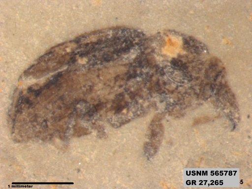 Insecta