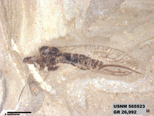 Insecta