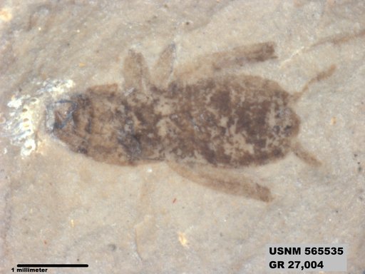 Insecta