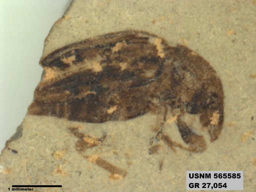 Insecta