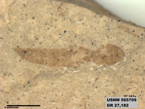 Genus sp