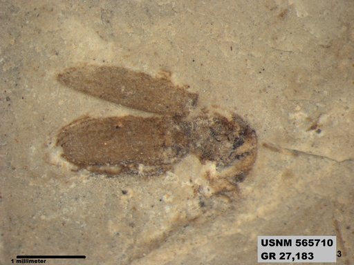 Insecta