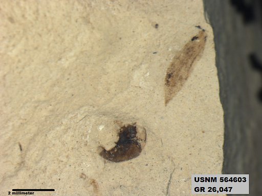 Pteromogoplistes smithii