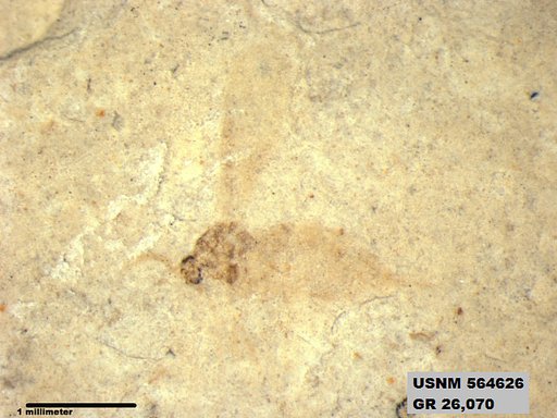 Genus sp