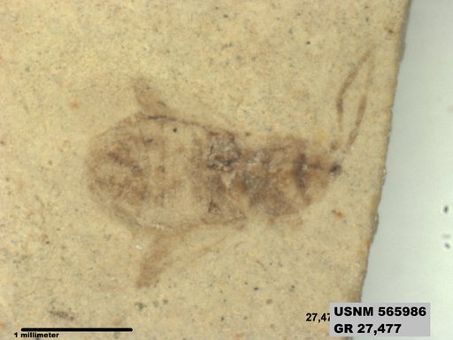 Genus sp