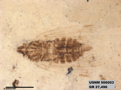 Genus sp