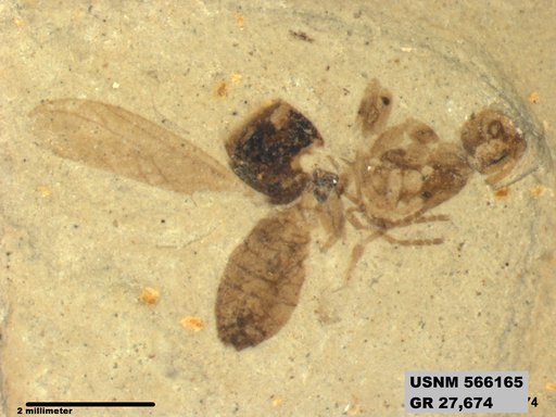 Insecta