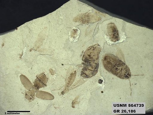 Genus sp