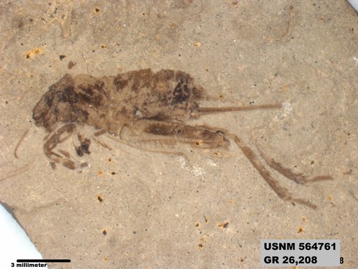 Pronemobius tertiarius