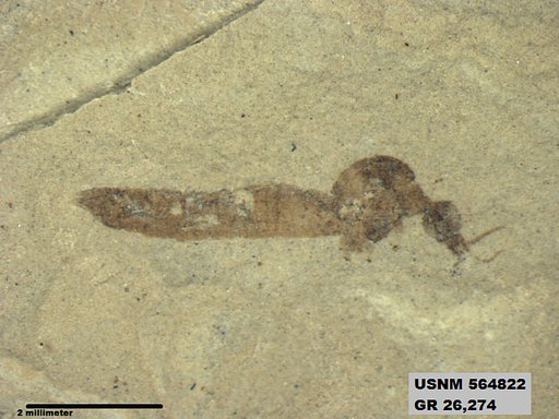 Genus sp