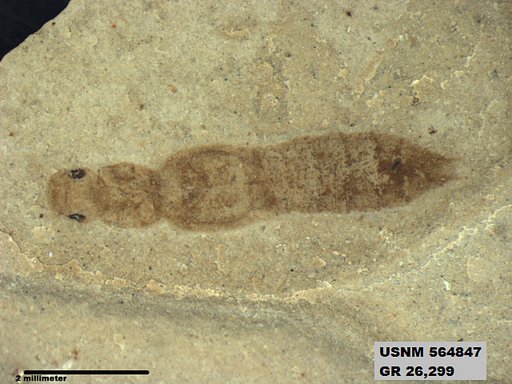 Genus sp
