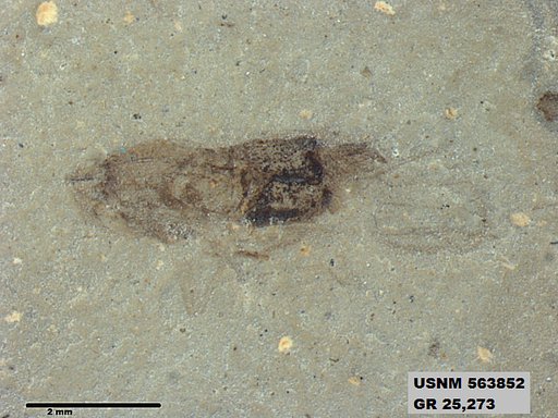 Genus sp