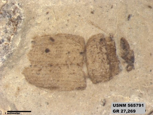 Insecta