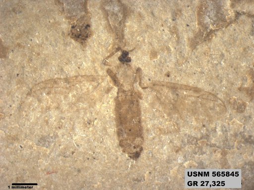 Genus sp