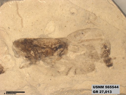 Genus sp